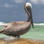 Brown Pelican with source