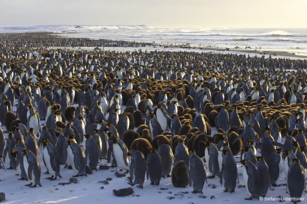 Terres australes et antarctiques françaises (TAAF) OCTA