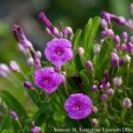 Morning Glory St eustatius with source