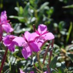 Niviarsiaq. De nationale bloem van Groenland.