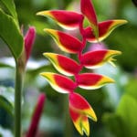 Hanging Heliconia Flower