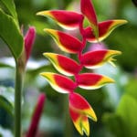 Fleur d’Heliconia pendante